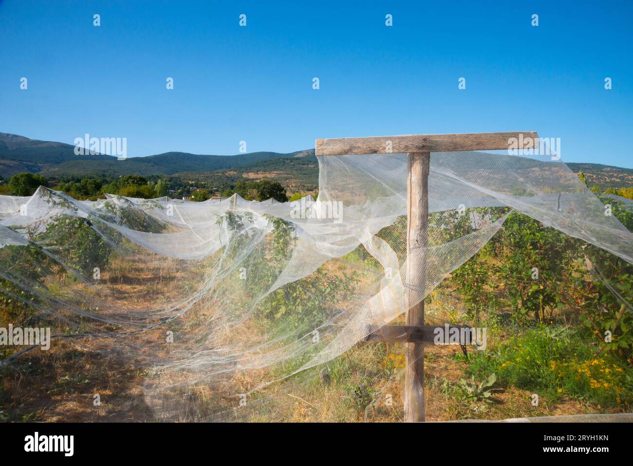 Blackberry plantation. Lozoya, Madrid province, Spain. Stock Photo
