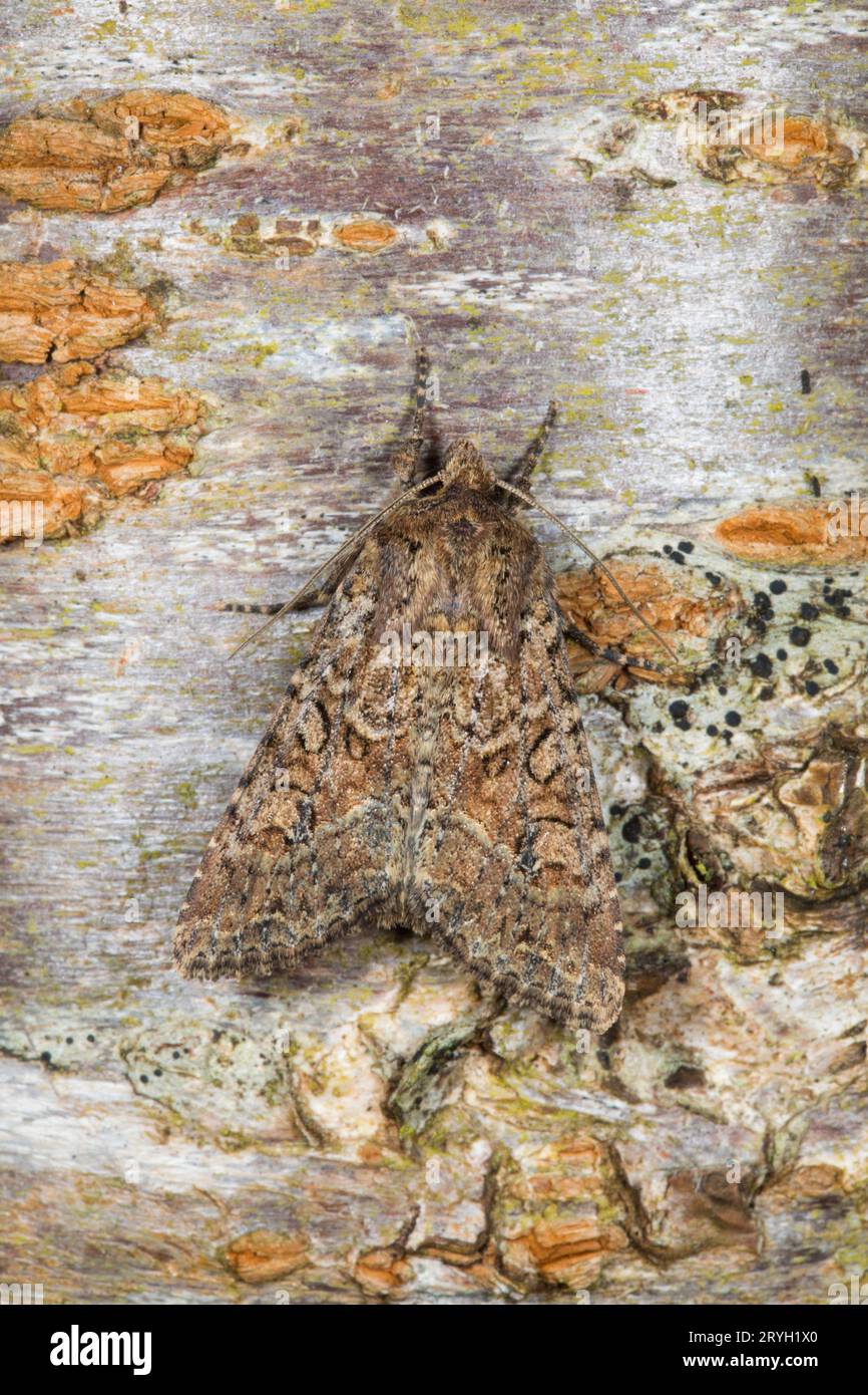 Dusky Brocade (Apamea remissa) adult moth resting on a birch tree. Powys, Wales. May. Stock Photo