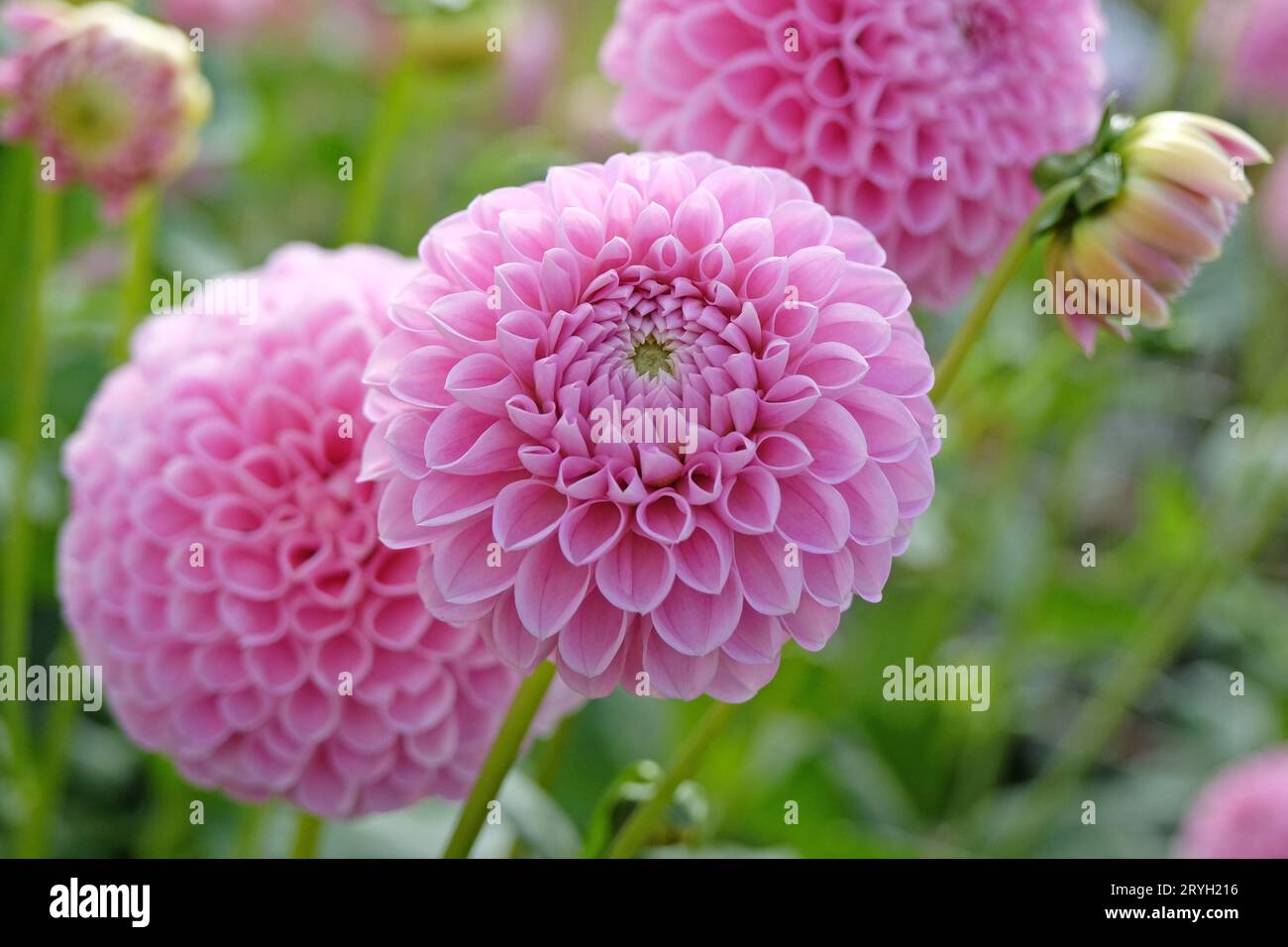 Soft pink pompon ball dahlia 'Eye Candy' in flower. Stock Photo