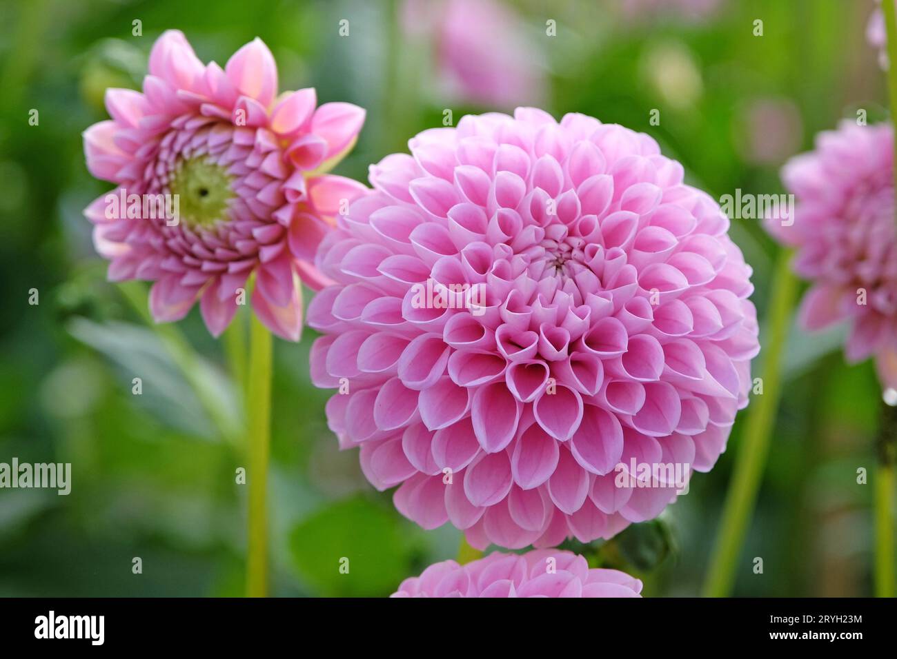 Soft pink pompon ball dahlia 'Eye Candy' in flower. Stock Photo