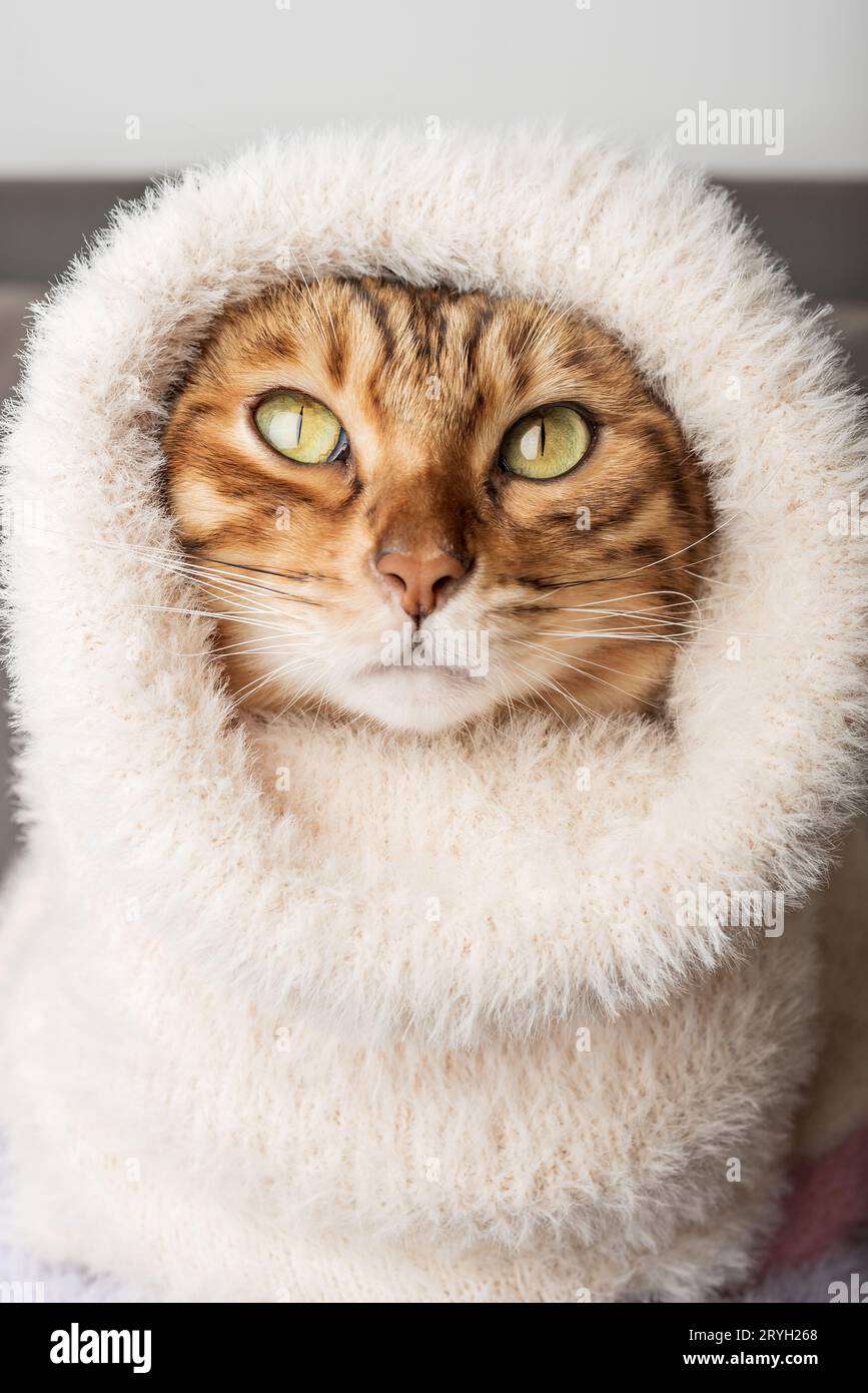 Cat face sweater 2025