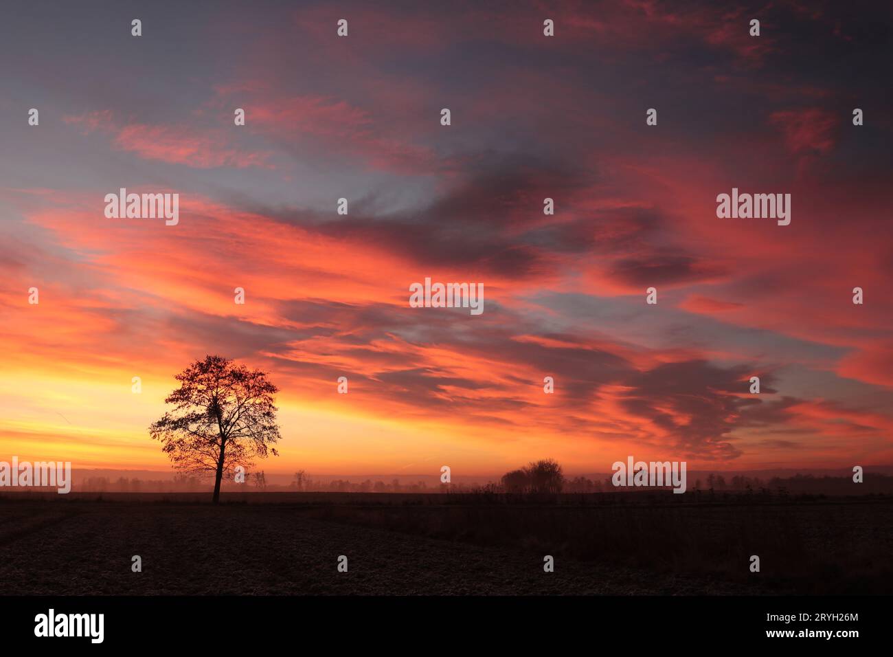 A tree in a field at sunrise Stock Photo - Alamy