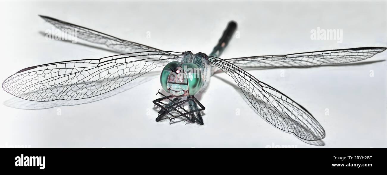 A close-up photograph of a dragon fly with its intricate design features. Stock Photo