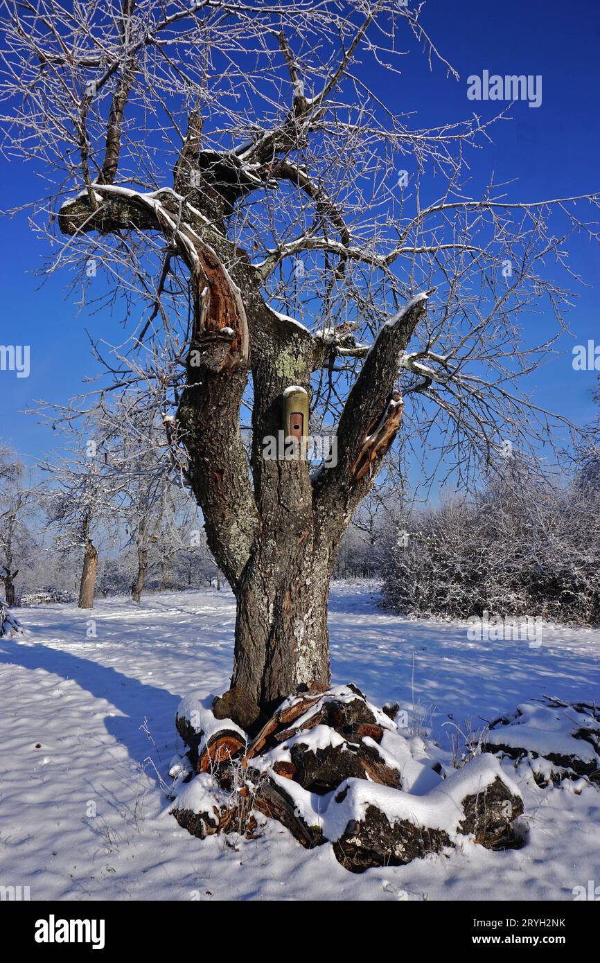 Cherry tree in a wintry orchard Stock Photo