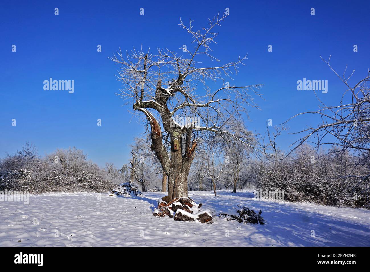 Cherry tree in a wintry orchard Stock Photo