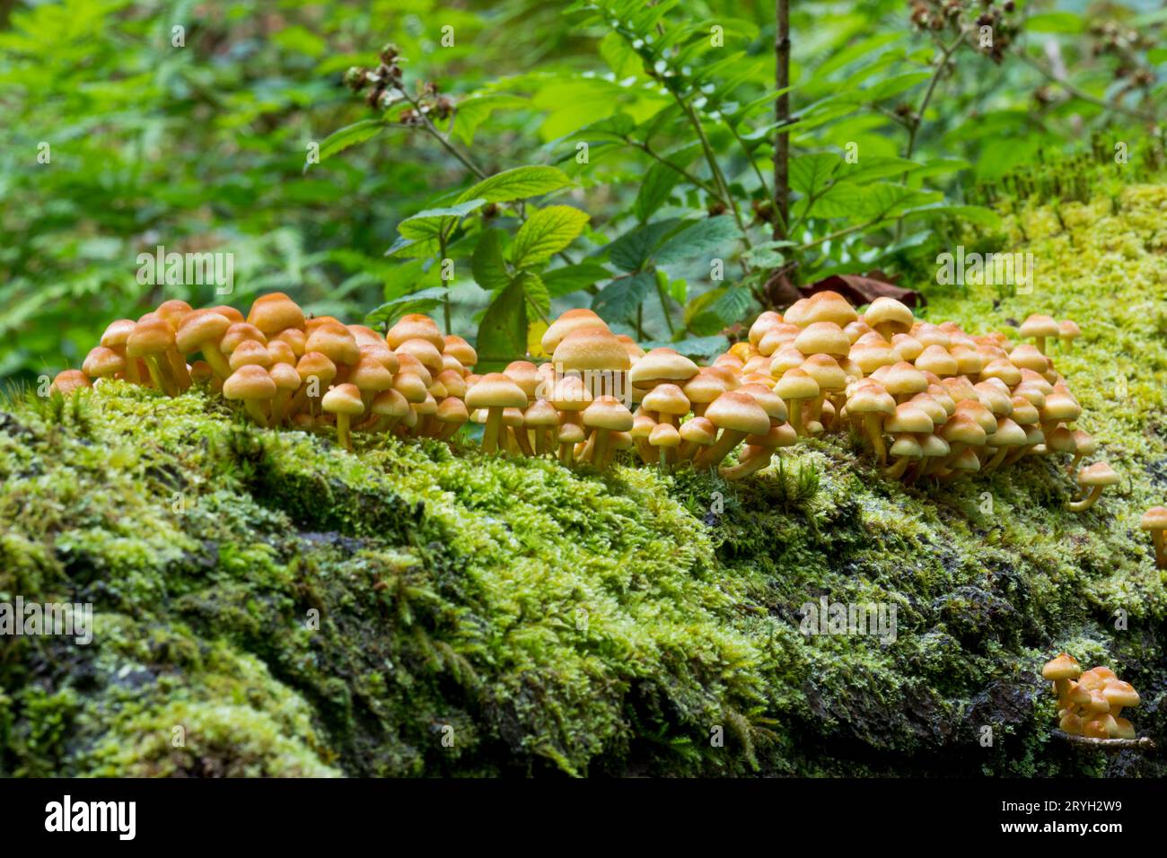 Sulphur Tuft fungi (Hypholoma fasciculare)  mass of fruiting bodies growing on the trunk of a fallen oak tree. Powys, Wales. August. Stock Photo