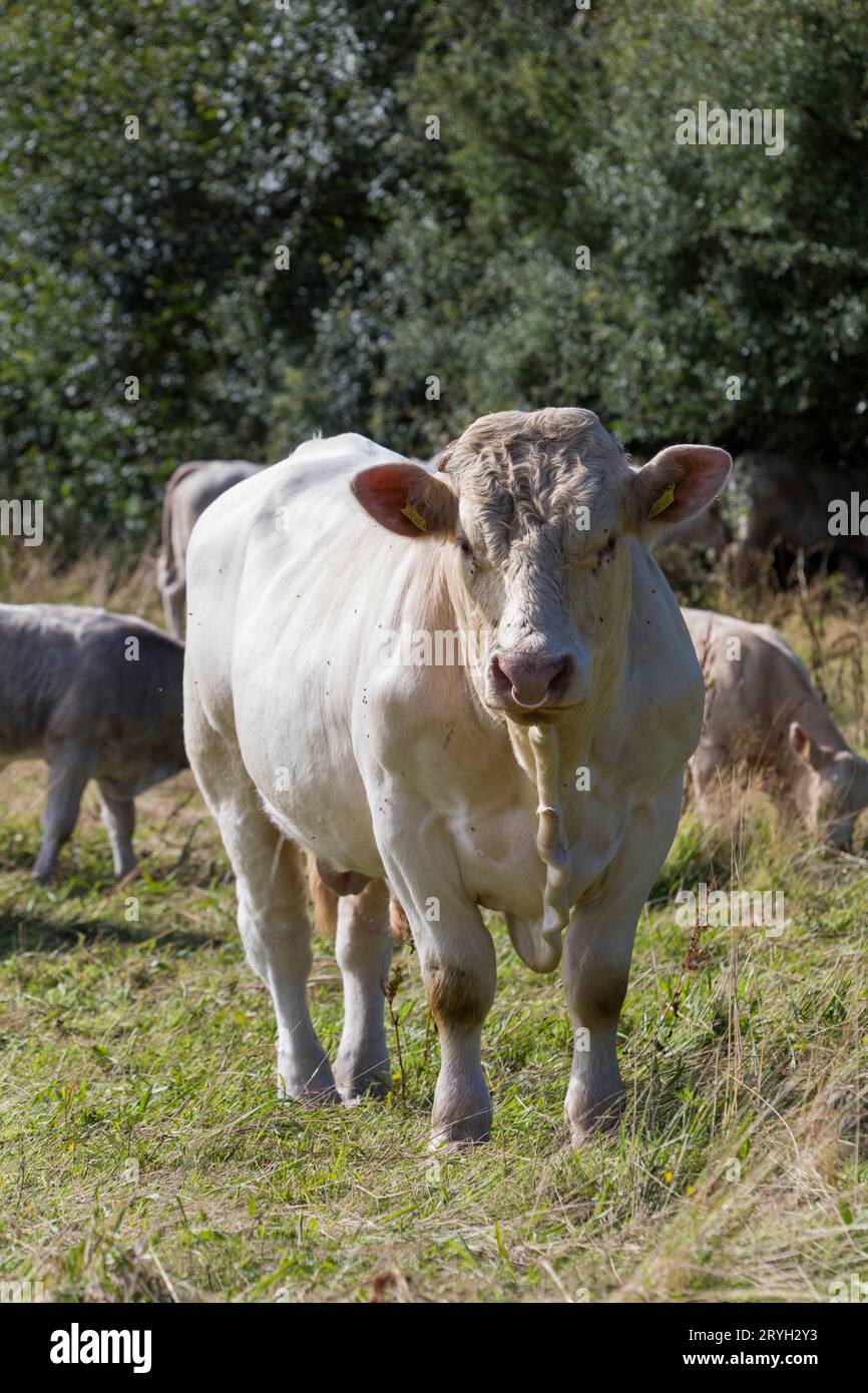 Charolais bull with cattle on an Organic farm. Powys, Wales. August. Stock Photo