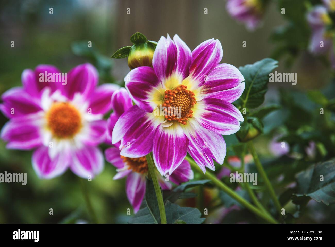 Dahlias purple hires stock photography and images Alamy