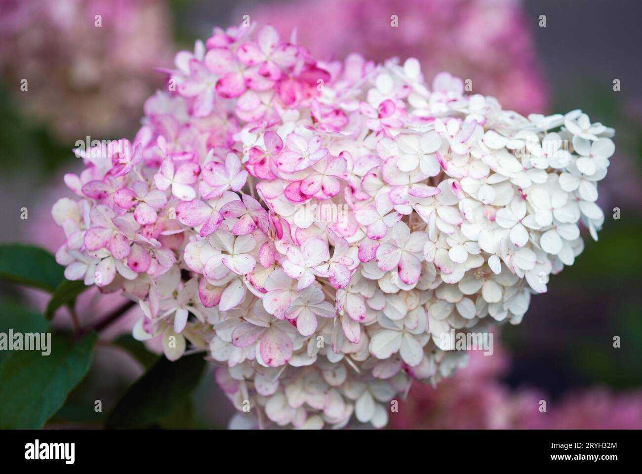Hydrangea paniculata Vanille Fraise Stock Photo