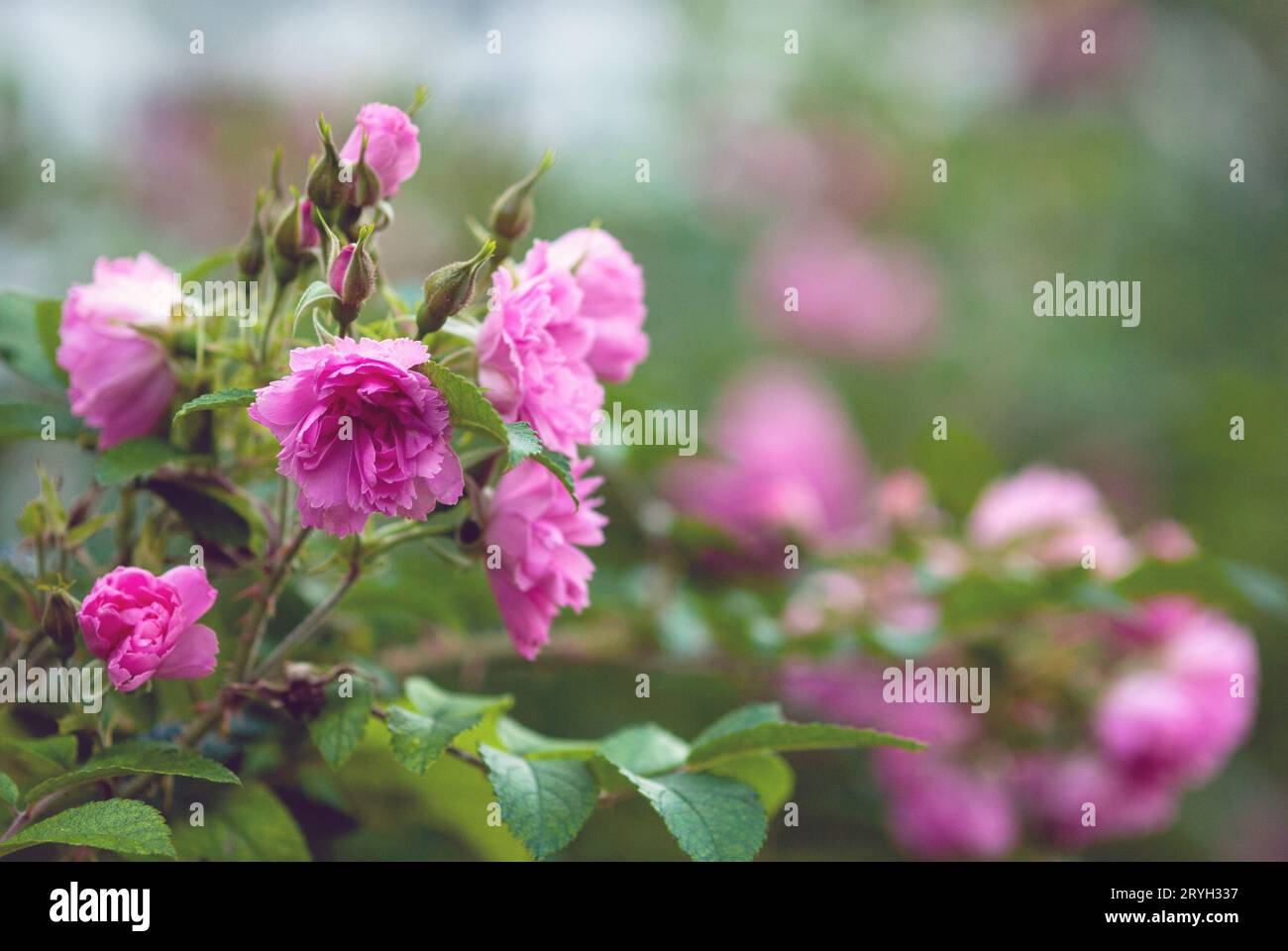 Rosa Pink Grootendorst blooming in summer garden, carnation like hybrid rugosa rose Stock Photo