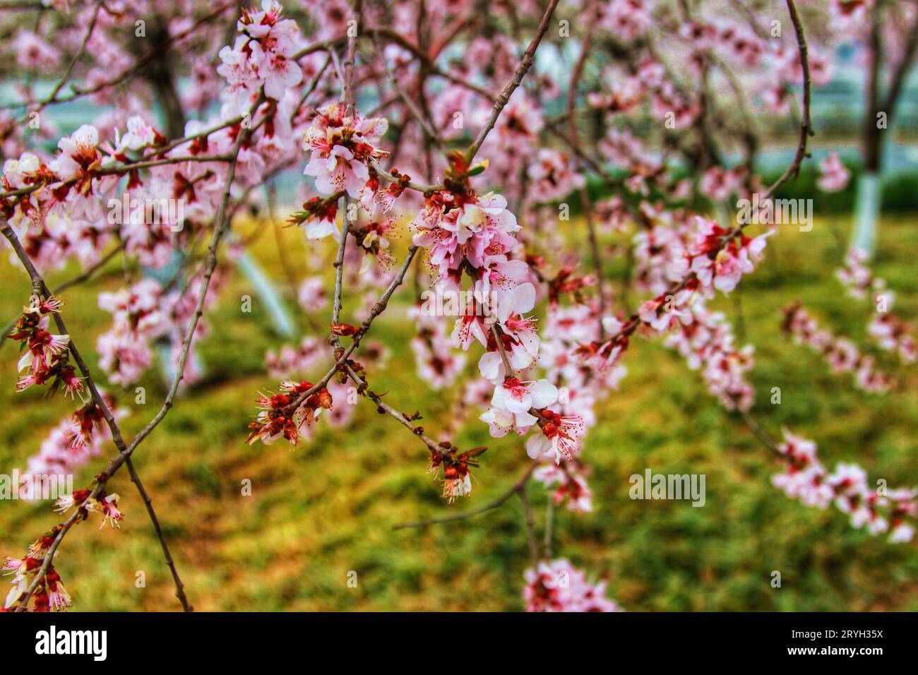 Capture the ethereal beauty of pink flowers in full bloom, adorning