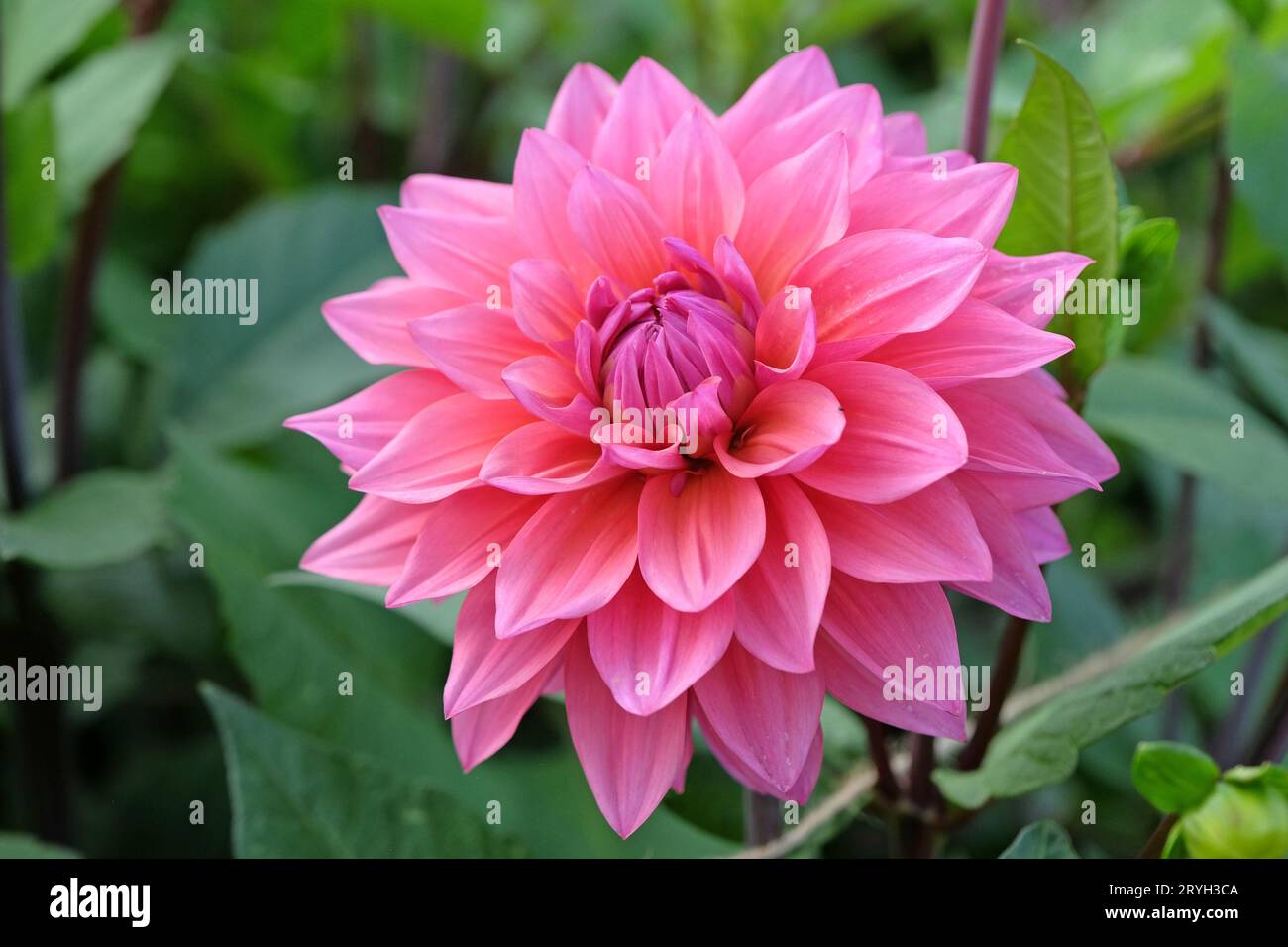 Deep dusky pink decorative dahlia 'Feline Yvonne' in flower. Stock Photo