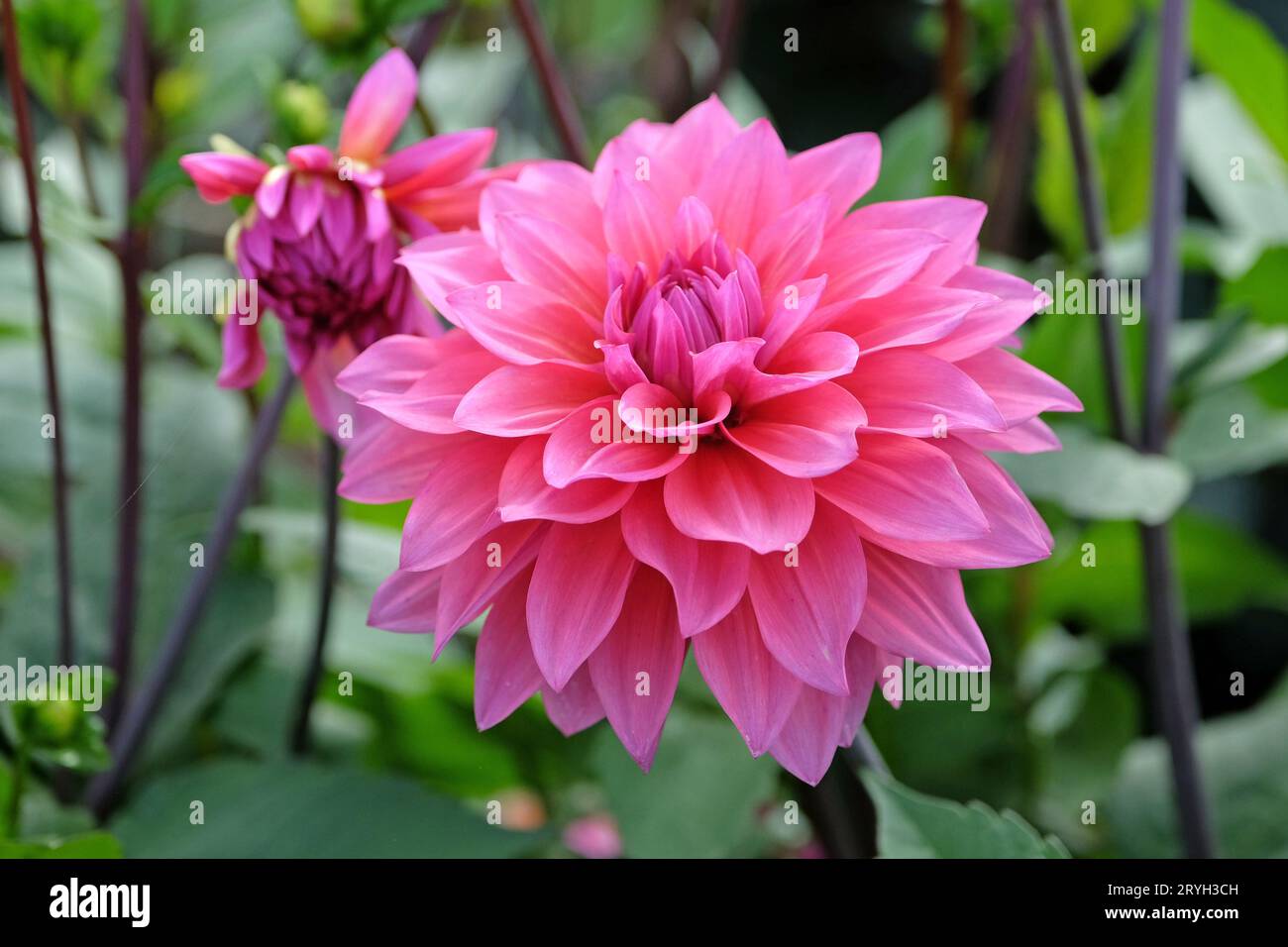 Deep dusky pink decorative dahlia 'Feline Yvonne' in flower. Stock Photo