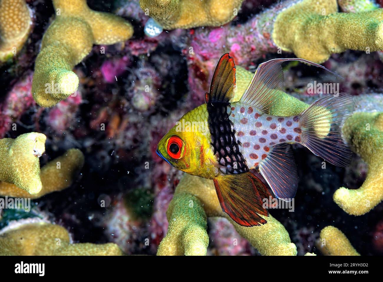 A picture of cardinal fish Stock Photo