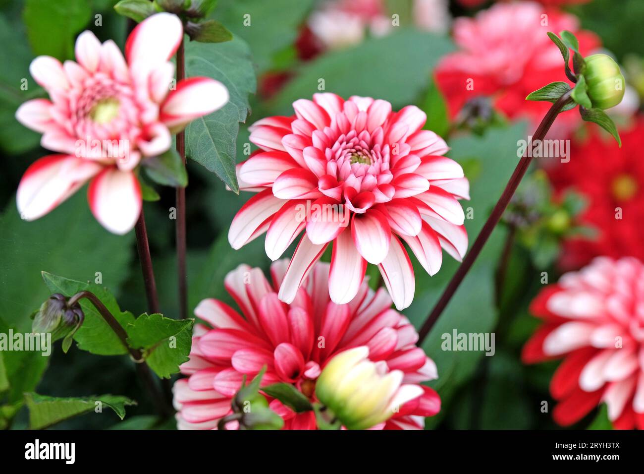 Red and white semi double decorative dahlia 'Pacific Time' in flower. Stock Photo