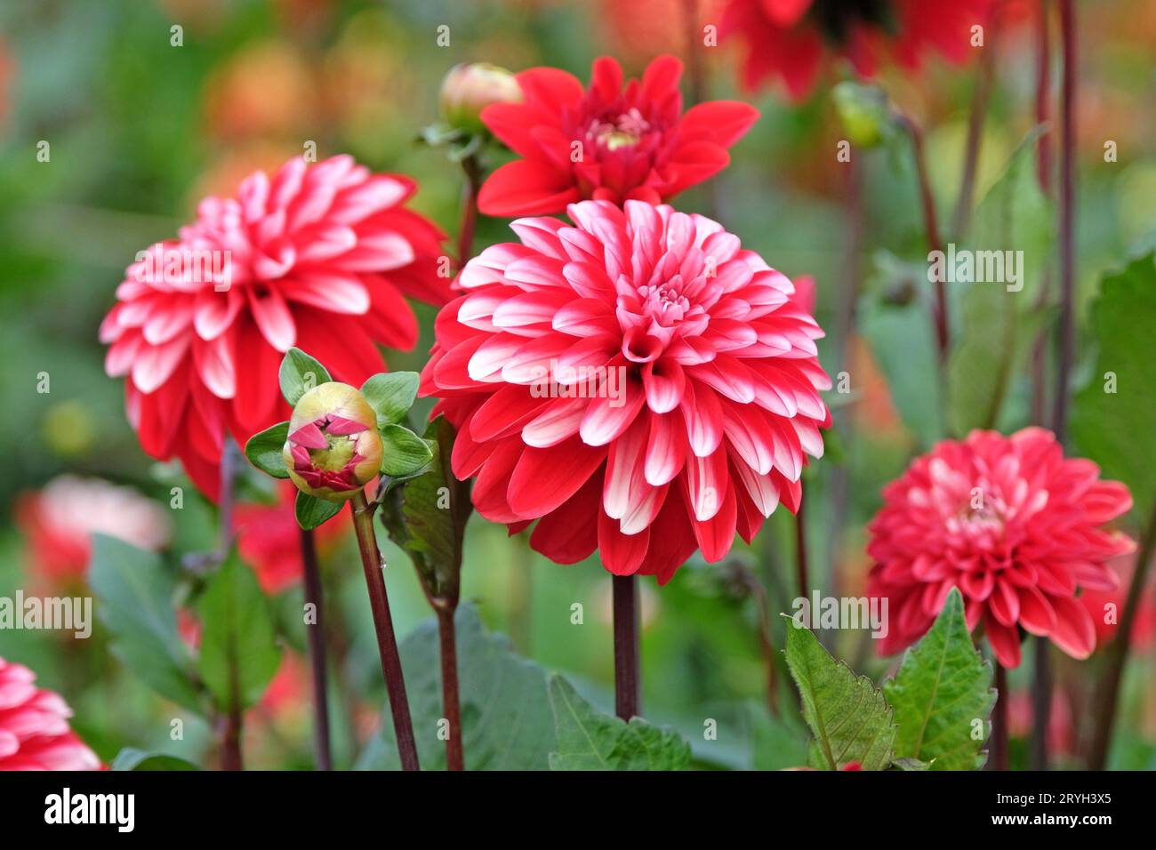 Red and white semi double decorative dahlia 'Pacific Time' in flower. Stock Photo