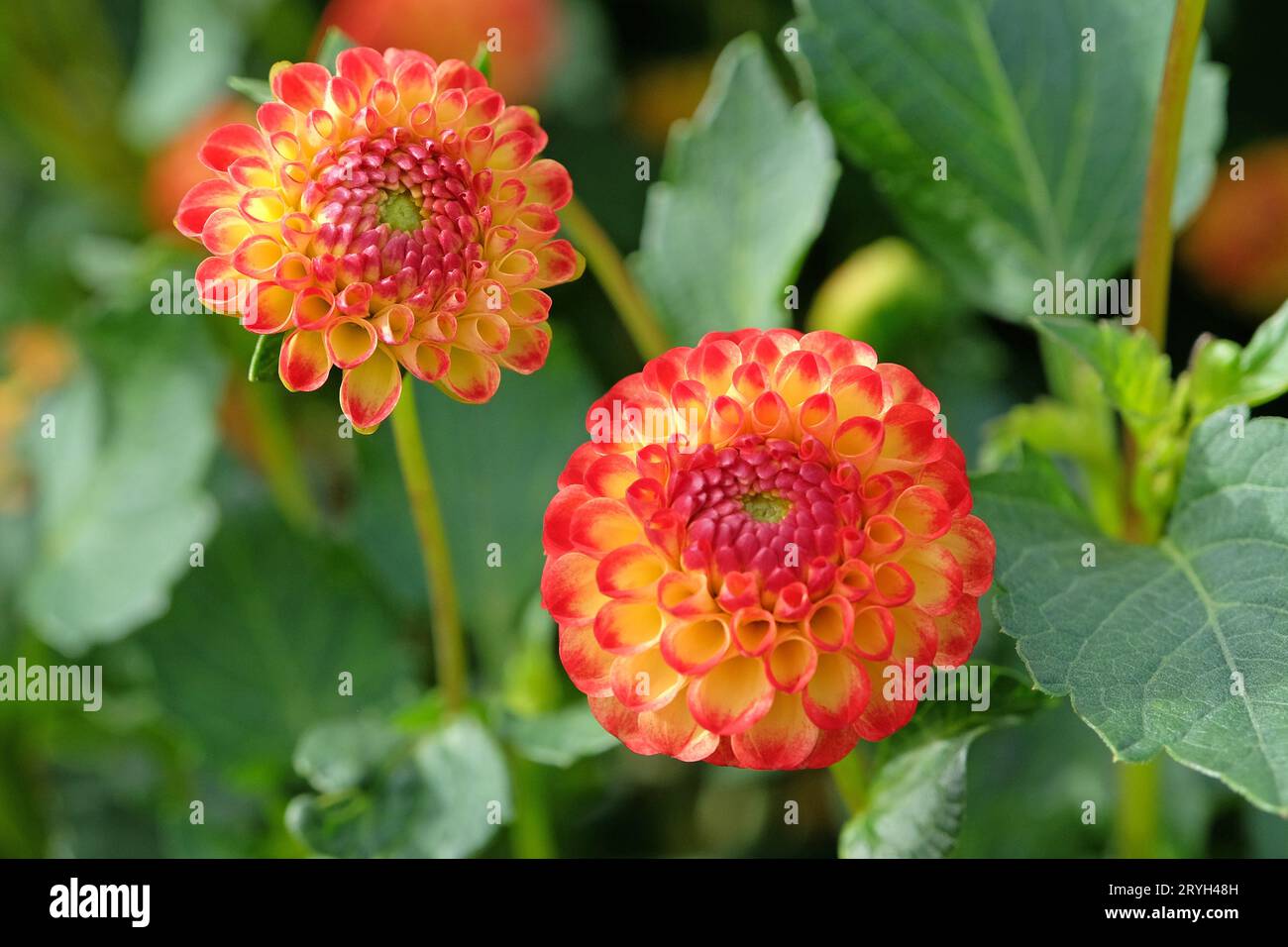 Small Red and yellow pompon dahlia ÔKasasagiÕ in flower. Stock Photo