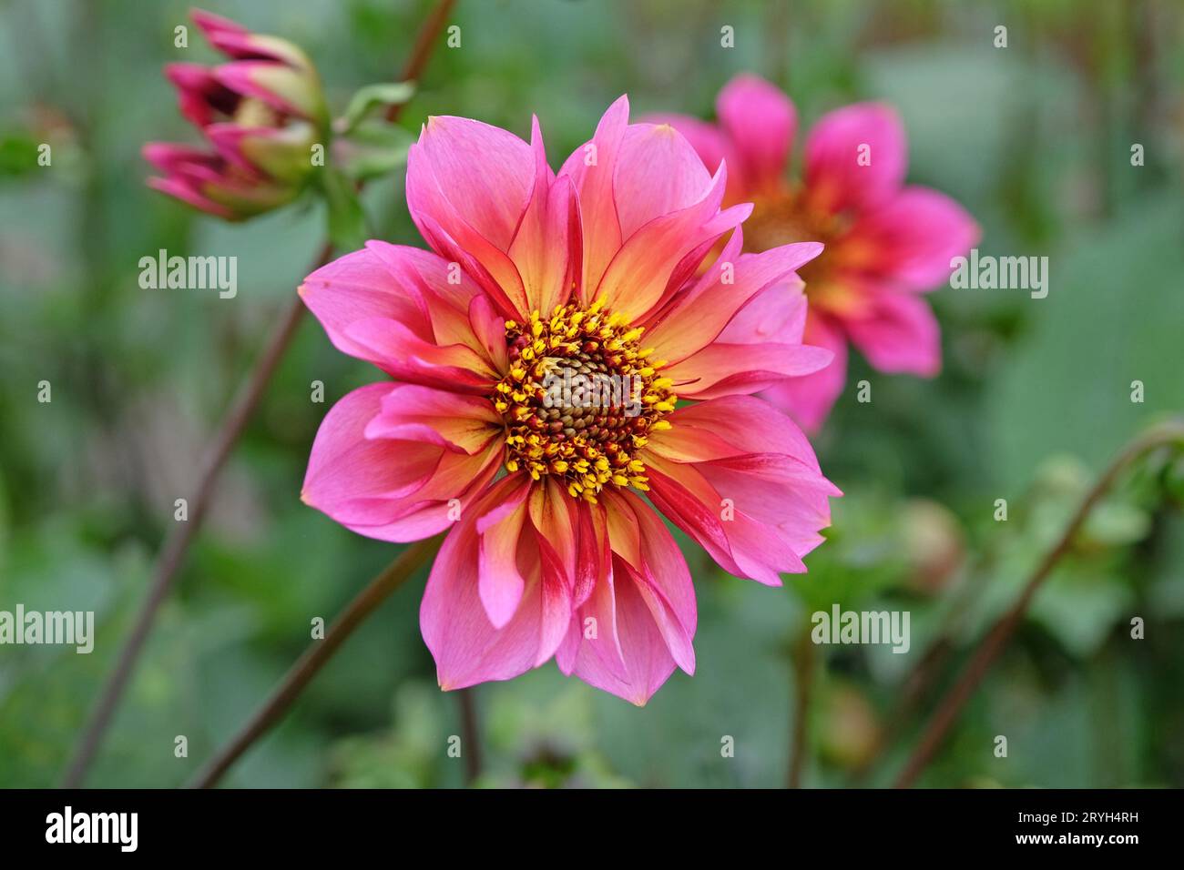 Pink and orange collarette Dahlia ‘Princess Nadine’ in flower Stock