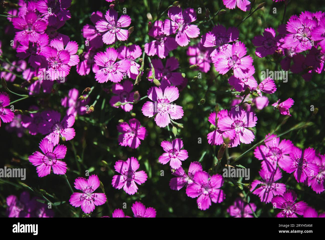 Maiden pink flowers, vibrant purple Dianthus deltoides in summer garden Stock Photo