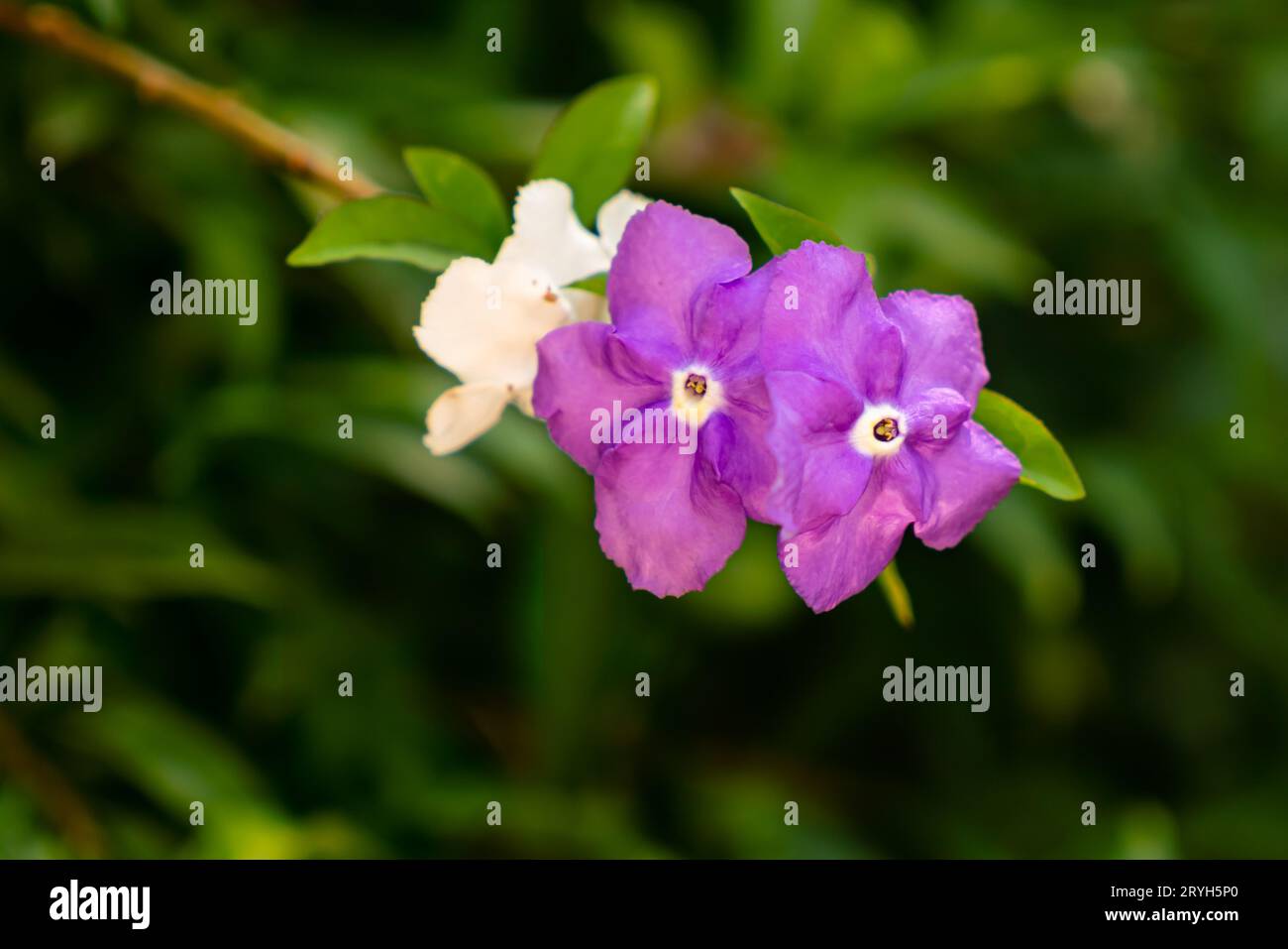 Closeup view of Brunfelsia australis flowers. Stock Photo
