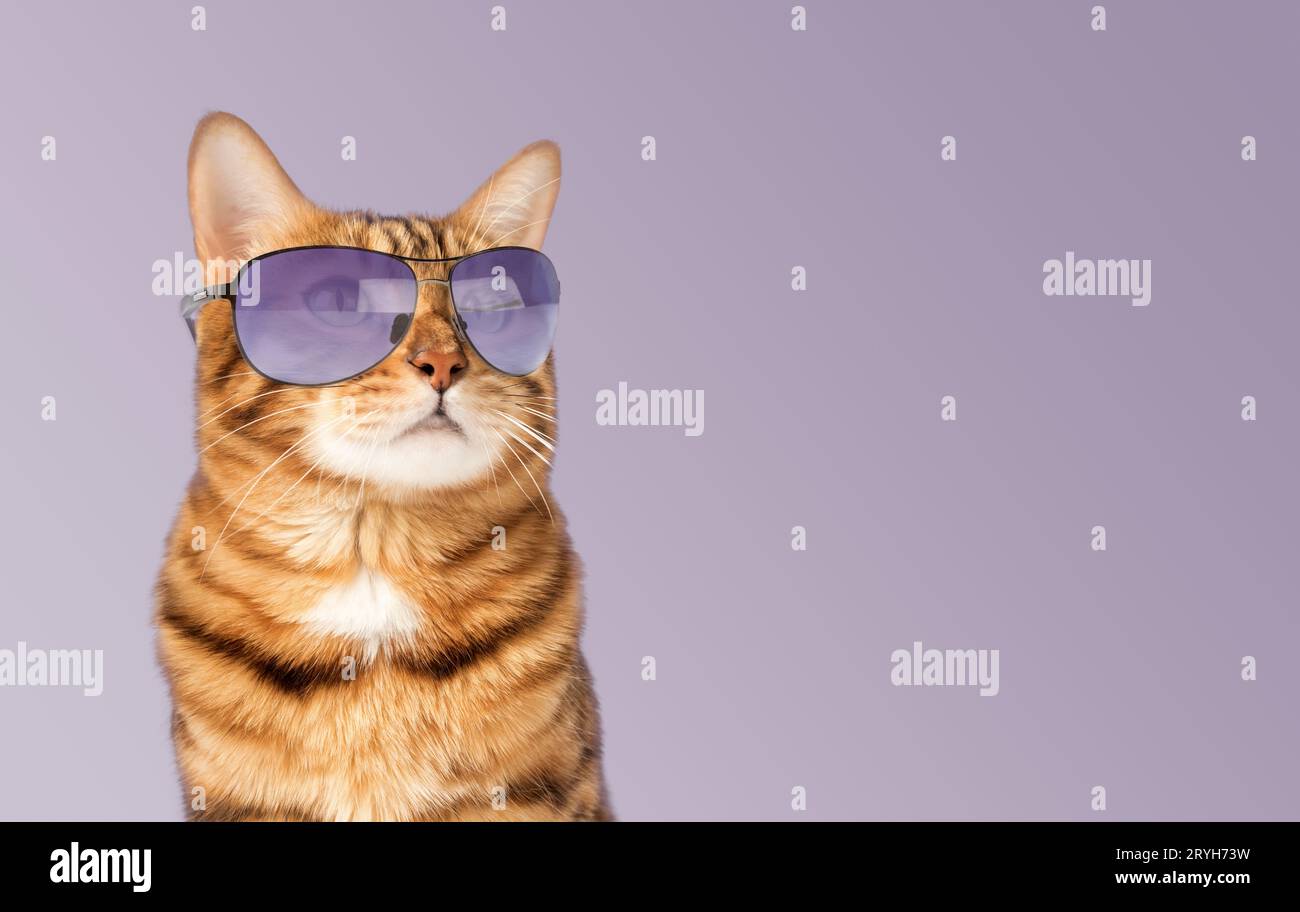 Close portrait of a bengal cat in sunglasses. Studio photo. Stock Photo