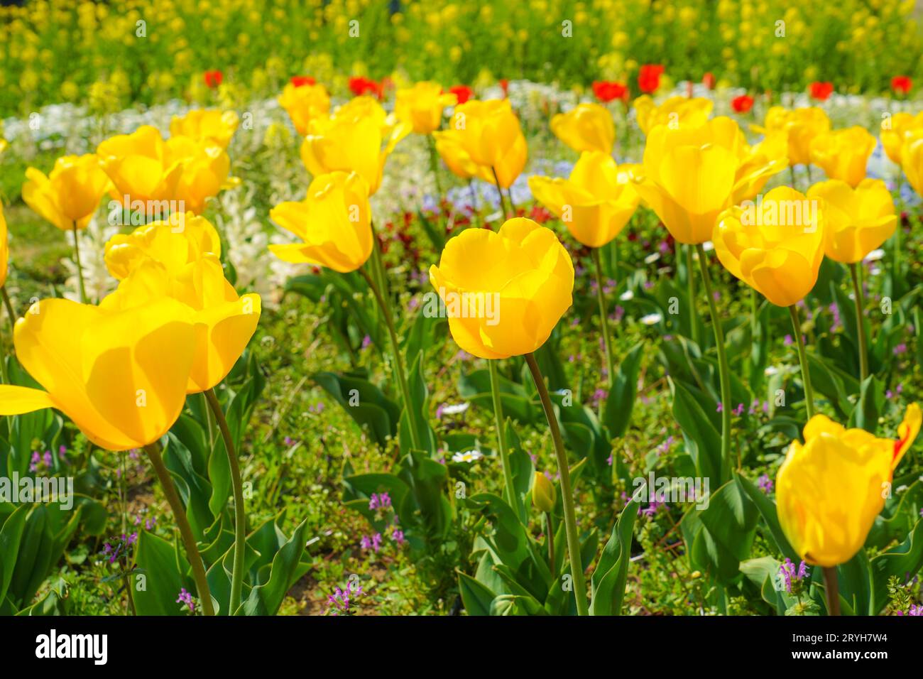 Image of yellow tulip fields Stock Photo - Alamy