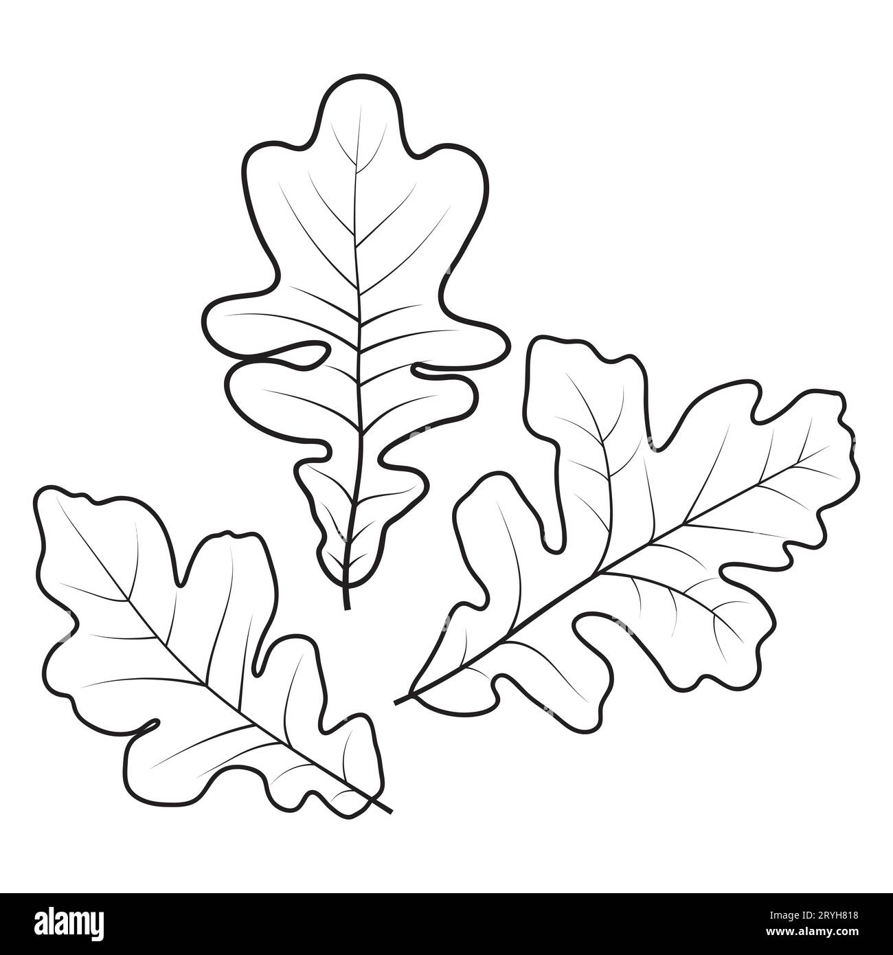 White oak tree leaves, vector illustration isolated on white background. Oak leaf outlines, coloring page. Stock Vector