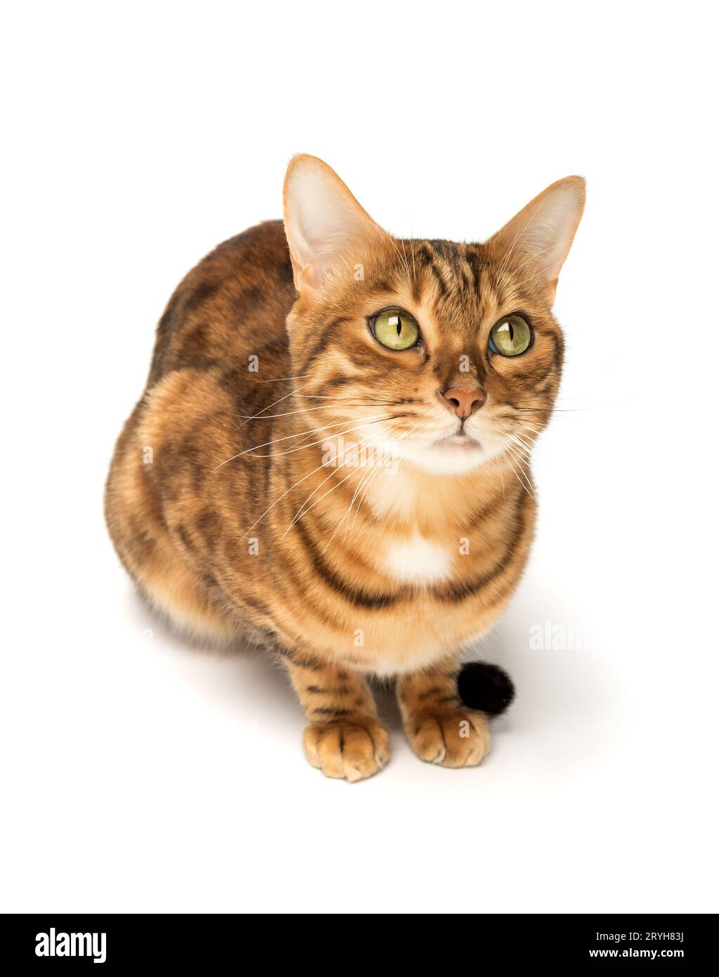 Bengal cat sitting in full growth on a white background Stock Photo Alamy