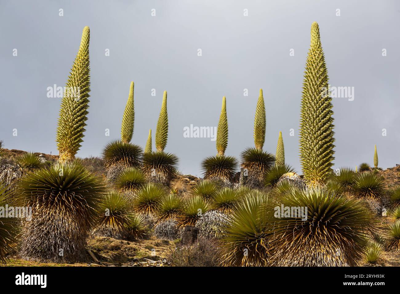 Puya Raimondii Plants high up in the Peruvian Andes, South America. Stock Photo