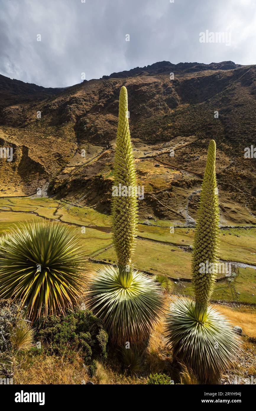 Puya Raimondii Plants high up in the Peruvian Andes, South America. Stock Photo