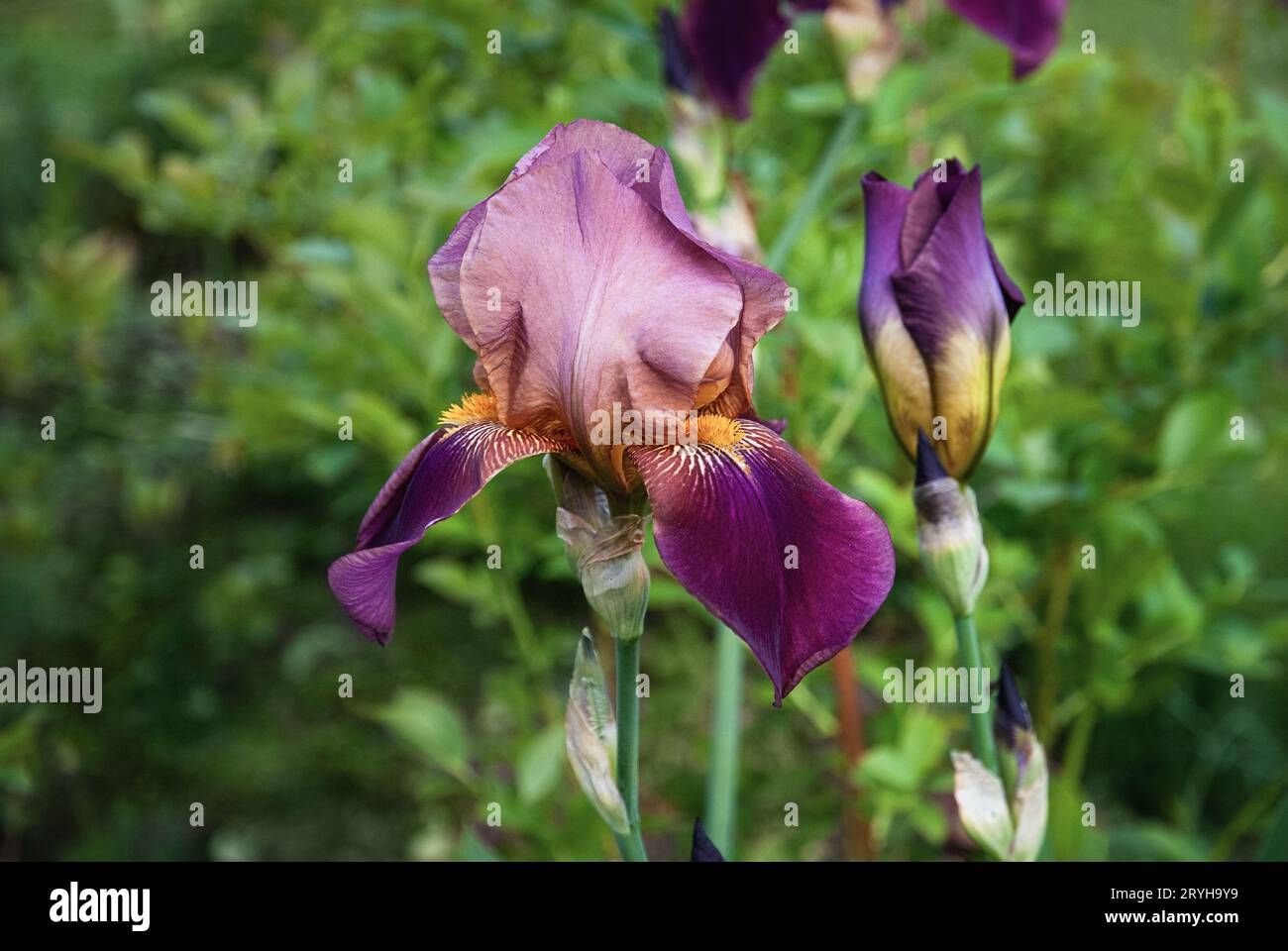 Iris Ambassadeur, Bearded Iris Germanica purple pink flowers in summer garden Stock Photo
