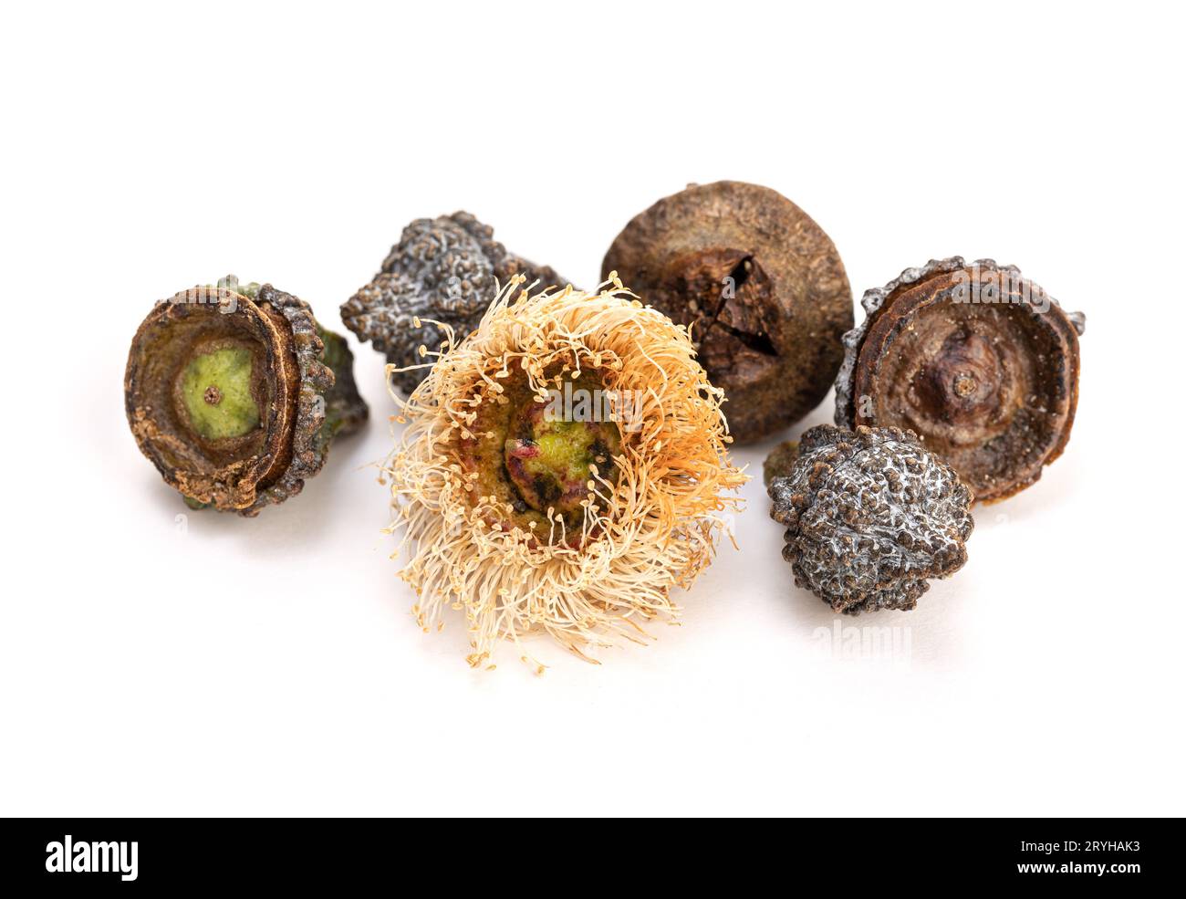 Eucalyptus seeds isolated on white background Stock Photo Alamy