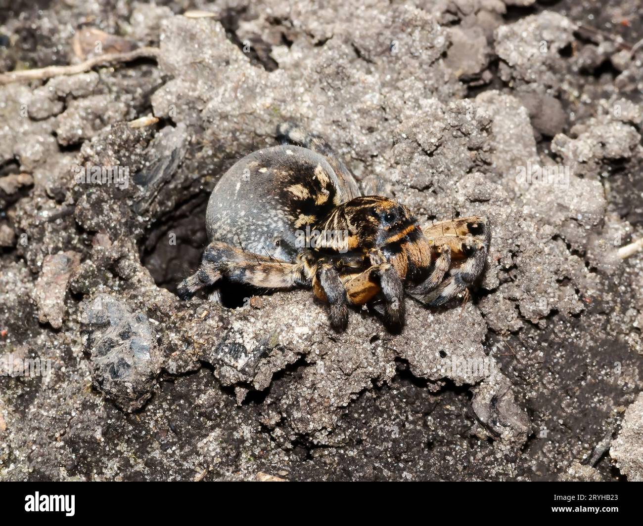 Lycosa singoriensis sits near its burrow in the ground, waiting for prey. Poisonous spiders of Europe Stock Photo