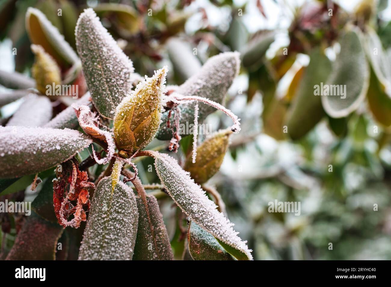 Selective focus shot of a Rhododendron cinnabarinum plant covered with ice in the garden Stock Photo