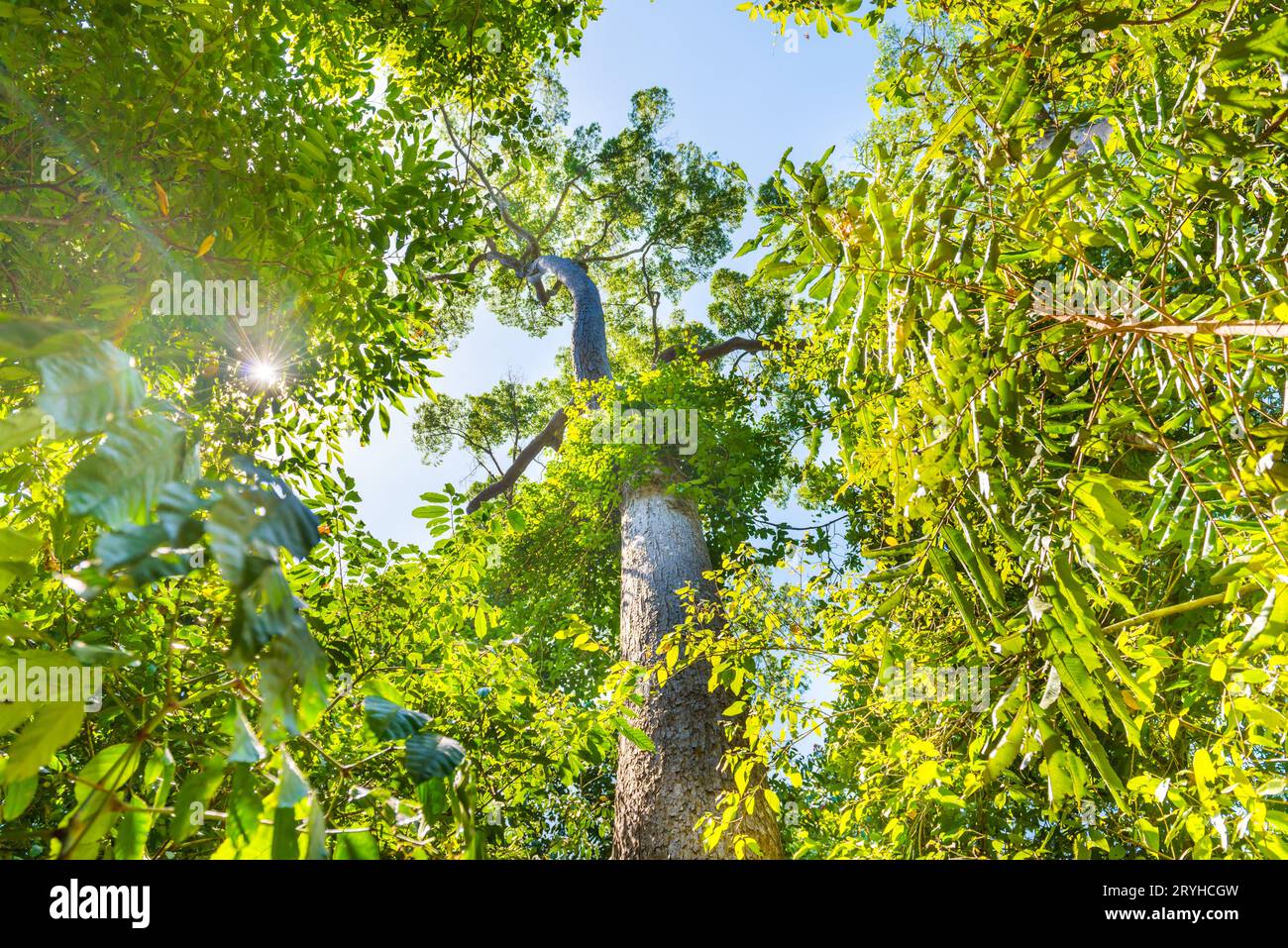 Nature green forest with big trees Stock Photo - Alamy