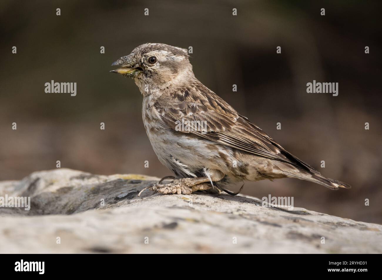 Rock Sparrow, Petronia petronia, Lleida, Catalonia, Spain Stock Photo