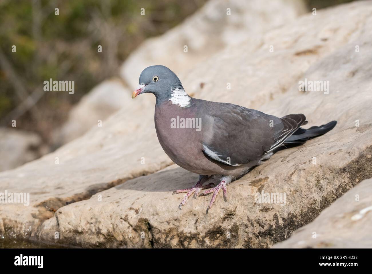 Columba palumbus, common wood pigeon, Lleida, Catalonia, Spain Stock Photo