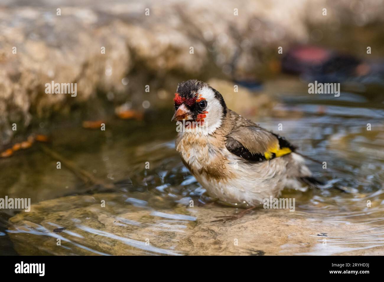 Carduelis carduelis, European goldfinch,  having a bath, Lleida, Catalonia Stock Photo