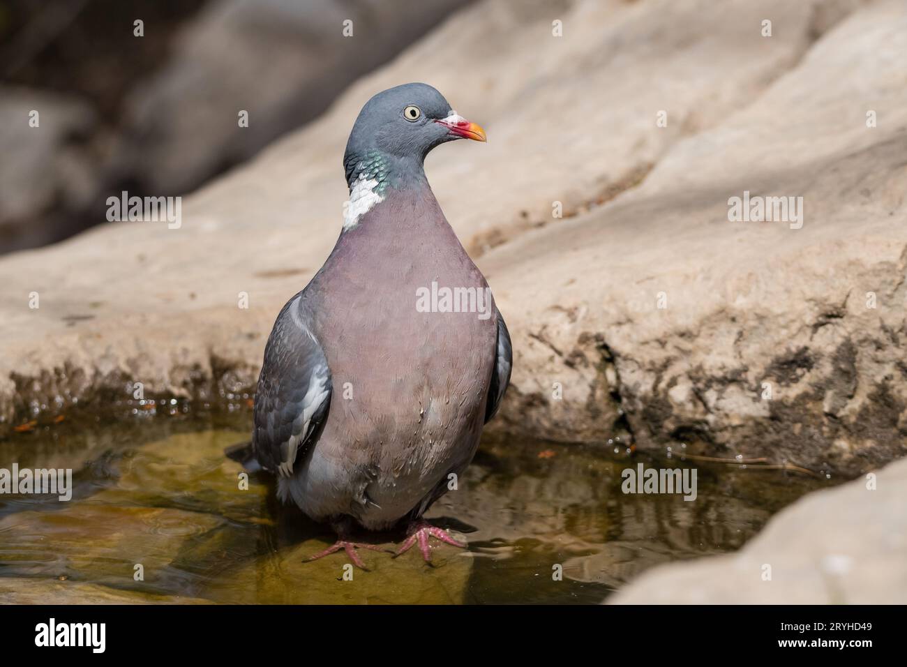 Columba palumbus, common wood pigeon having a bath, Lleida, Catalonia, Spain Stock Photo