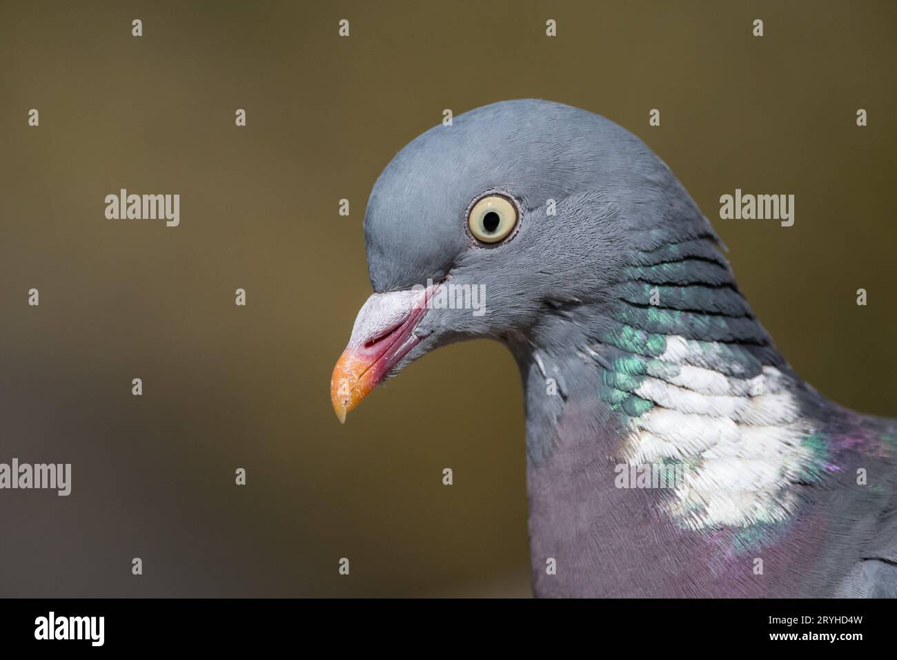 Head detail, Columba palumbus, common wood pigeon, Lleida, Catalonia, Spain Stock Photo