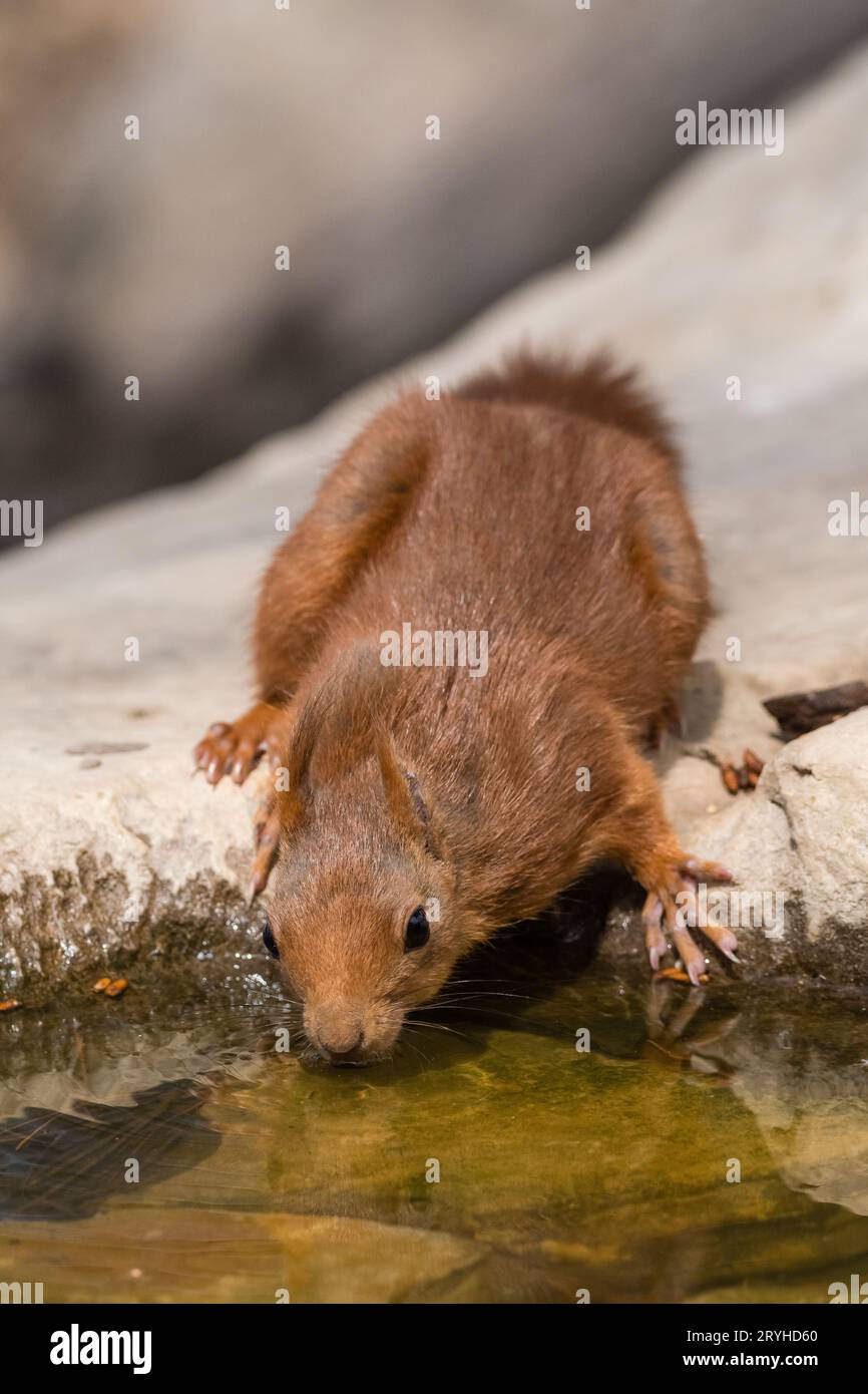 Eurasian red squirrel, Sciurus vulgaris, drinking from a puddle, Lleida, Catalonia, Spain Stock Photo