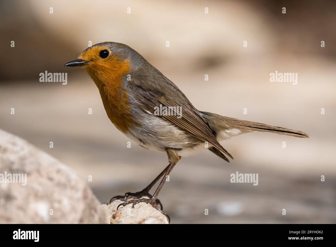 European robin, Erithacus rubecula, Lleida, Catalonia, Spain Stock Photo