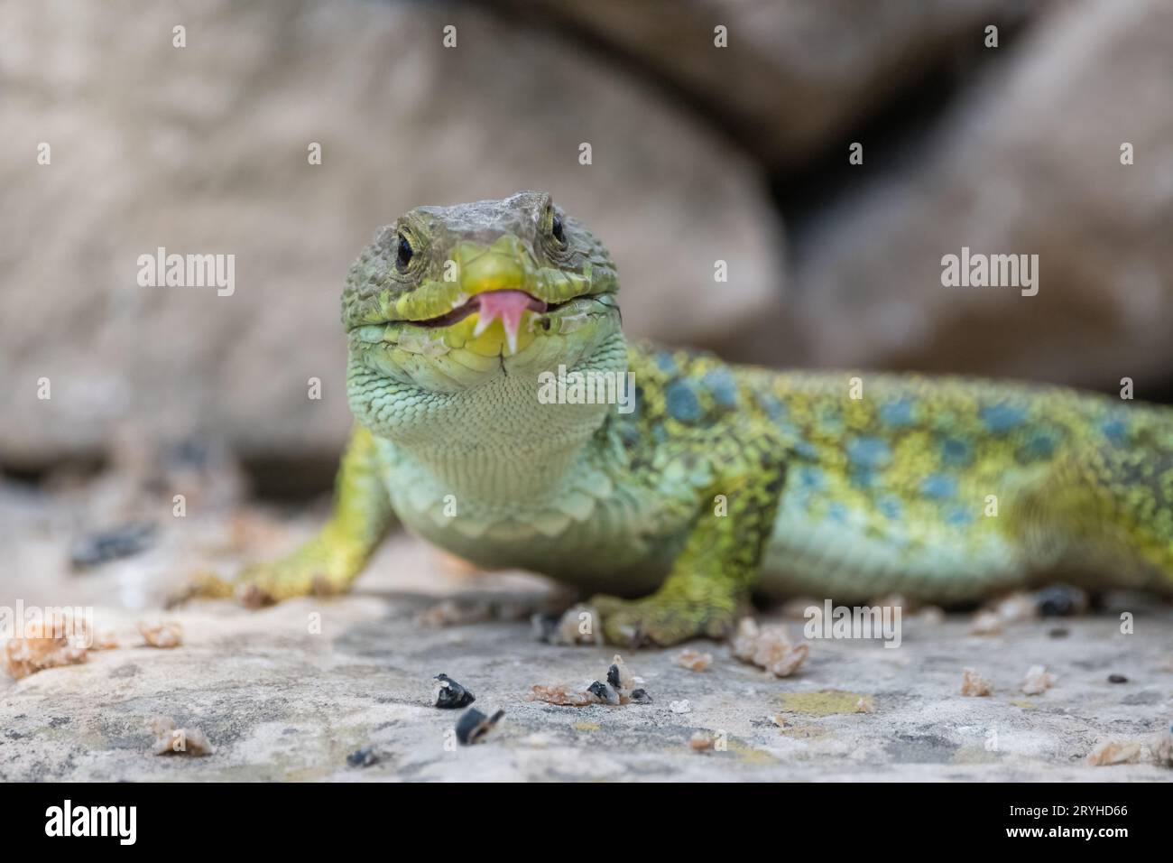 jewelled lizard, Timon lepidus, on a rock sticking out tongue, Lleida, Catalonia, Spain Stock Photo