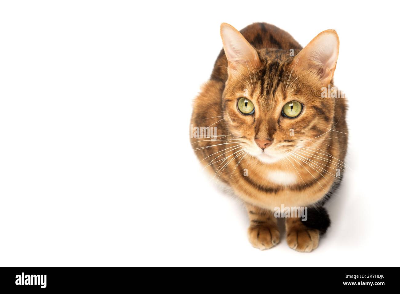 Bengal cat sitting in full growth on a white background. Stock Photo