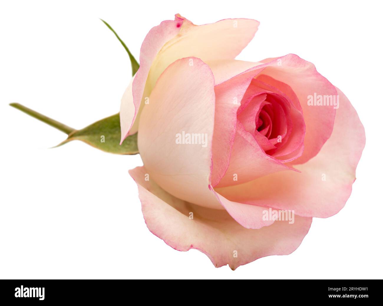Pink rose flower isolated on white background Stock Photo