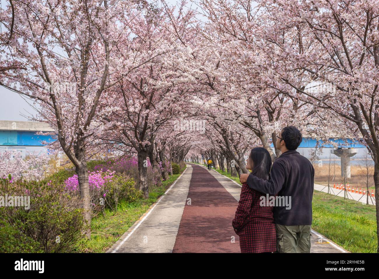 Spring pink cherry blossom tree and walk path in Busan, South Korea