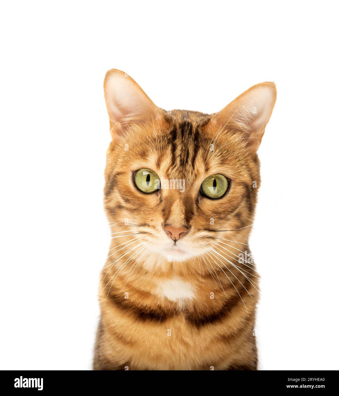 Studio shooting of Bengal cats, white background Stock Photo