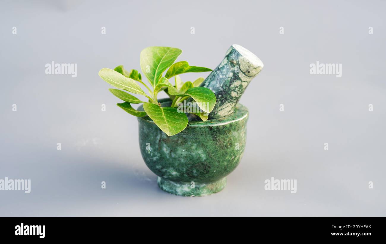 Ashwagandha Medicinal Herb in a Grinding Bowl with Fresh Green Leaves