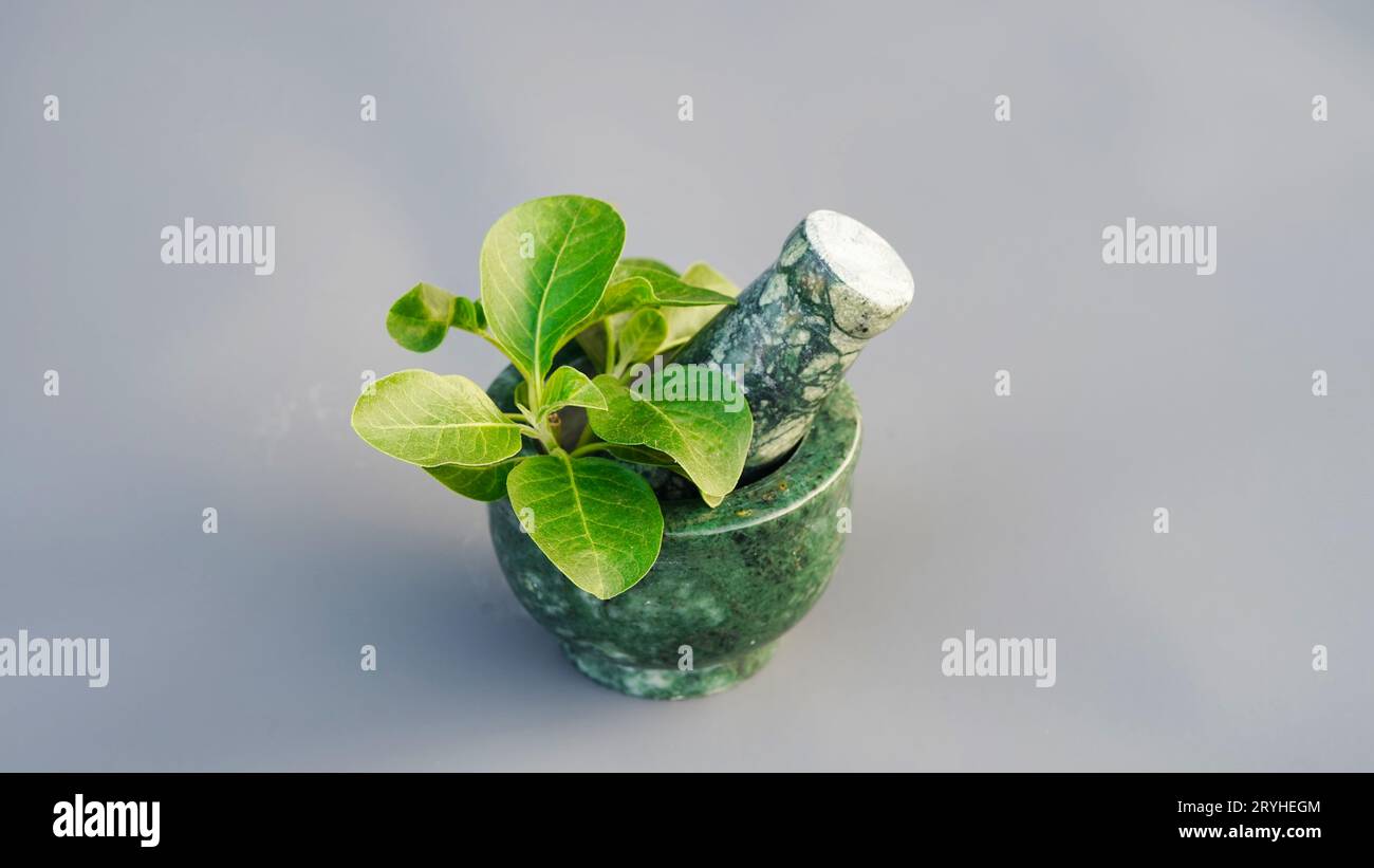 Ashwagandha Medicinal Herb in a Grinding Bowl with Fresh Green Leaves