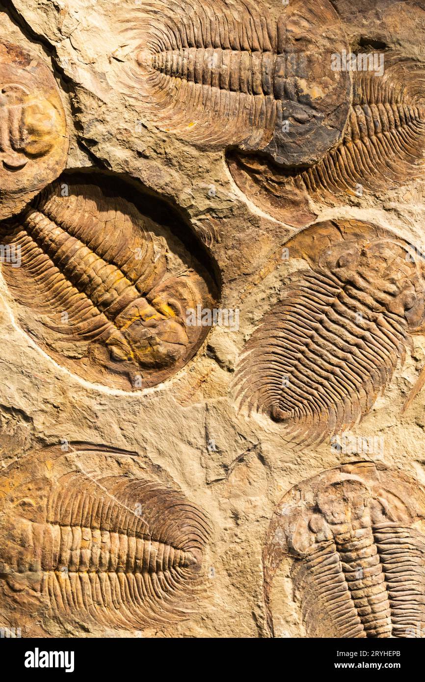 Fossil of Trilobite - Acadoparadoxides briareus - ancient fossilized arthropod on rock. Stock Photo